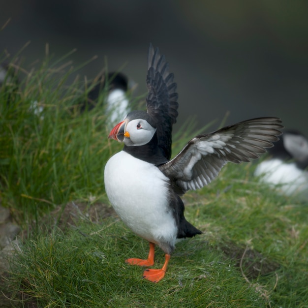 Pulcinella di mare o Pulcinella di mare - Fratercula arctica su Mykines, Isole Faroe