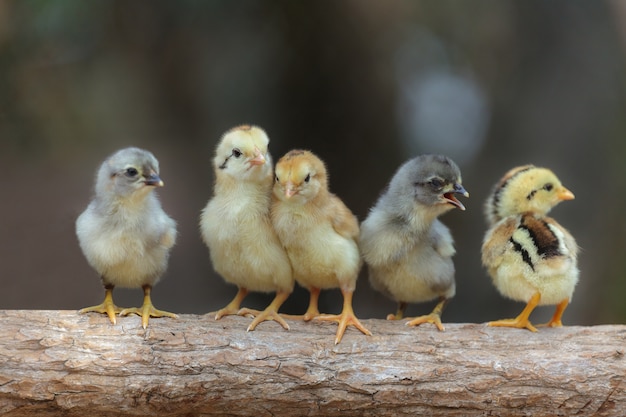 Pulcini svegli sul fondo della natura