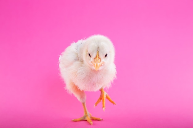 Pulcino bambino su sfondo rosa