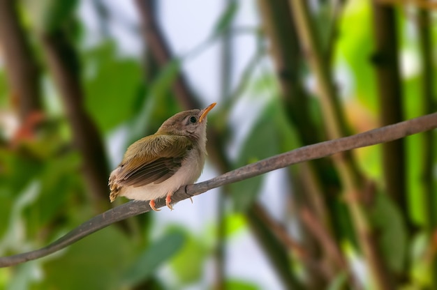 Pulcino comune di tailorbird su un ramo di albero