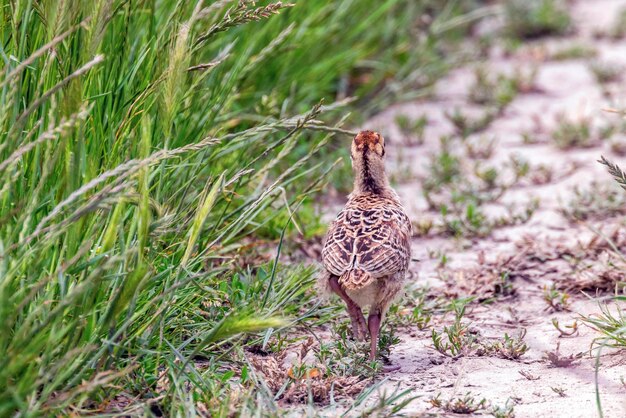 Pulcino di fagiano in un campo di erba (Phasianus colchicus)