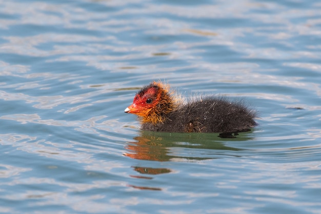 Pulcino di folaga europea sul lago. Fulica atra.