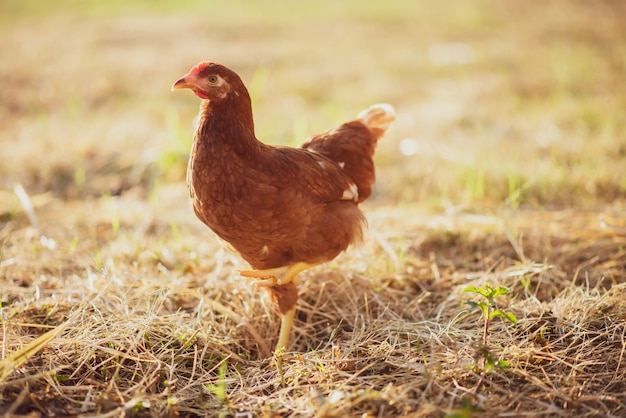 Pulcino di gallina che cammina nel giardino