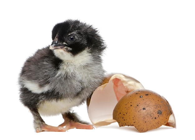 Pulcino di Marans di 15 ore in piedi accanto all'uovo da cui è uscito su uno sfondo bianco