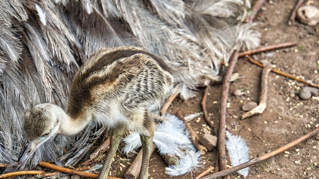 Pulcino di Nandu al nido Uccellino che esplora i dintorni Foto di animali