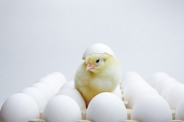 pulcino giallo e uova di gallina