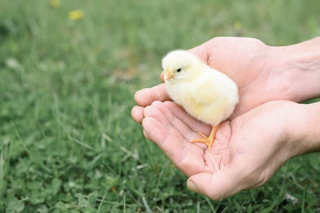 Pulcino giallo neonato minuscolo sveglio del bambino nelle mani maschii del coltivatore sull'erba verde
