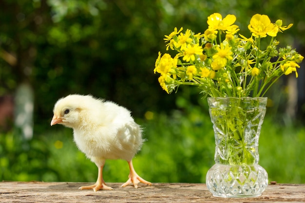 Pulcino giallo sveglio che posa vicino ad un mazzo dei fiori gialli