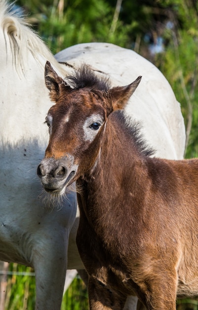 Puledro di cavallo bianco Camargue ritratto