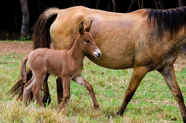 Puledro e madre al pascolo