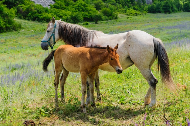 Puledro e sua madre Cavallo, allattamento al seno