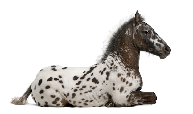 Puledro incrocio tra un Appaloosa e un cavallo frisone in piedi