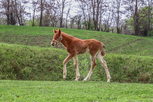 Puledro nel campoPiccolo puledro arabo carino che corre attraverso il pascolo