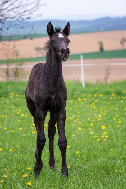 Puledro nero sul prato in fiore primaverile