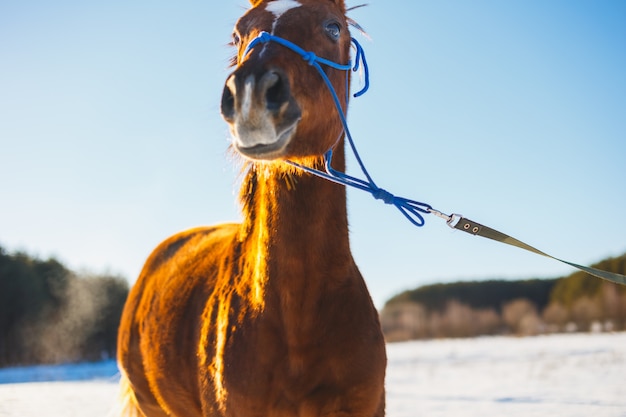 Puledro rosso con una stella bianca sul muso in un campo invernale al sole.