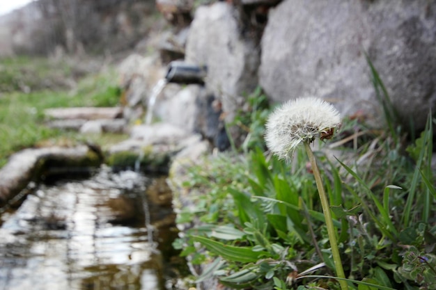 Pulisci l'acqua di sorgente e i semi di tarassaco