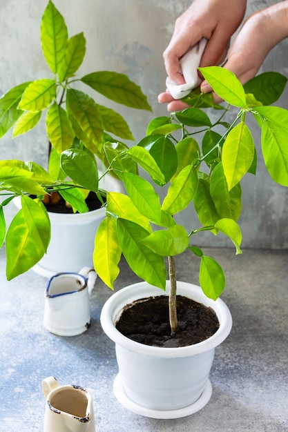 Pulisci le foglie della pianta con un panno umido prenditi cura delle piante d'appartamento Albero di avocado