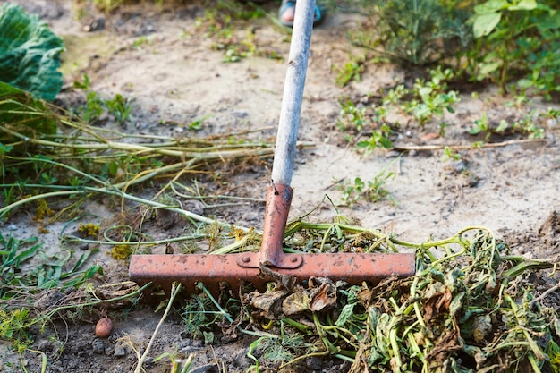 Pulizia del giardino dall'erba secca con rastrello