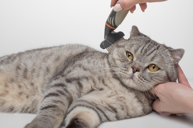 Pulizia del pelo di un gatto scozzese un veterinario isolato