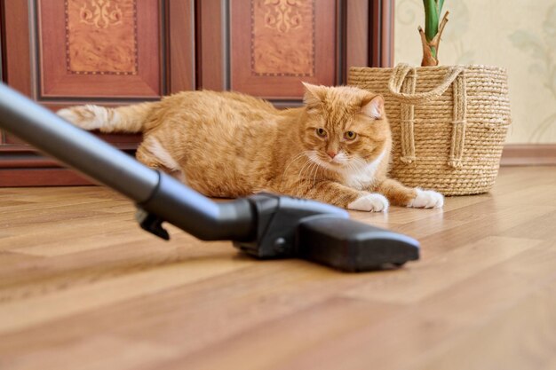 Pulizia della casa con l'aspirapolvere spazzola dell'aspiripolvere con il gatto rosso di zenzero pulizia della purezza lavori domestici polvere pelliccia animale concetto di allergia