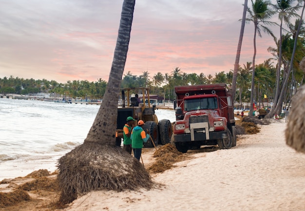 Pulizia della spiaggia dalle alghe con trattore e dumper.