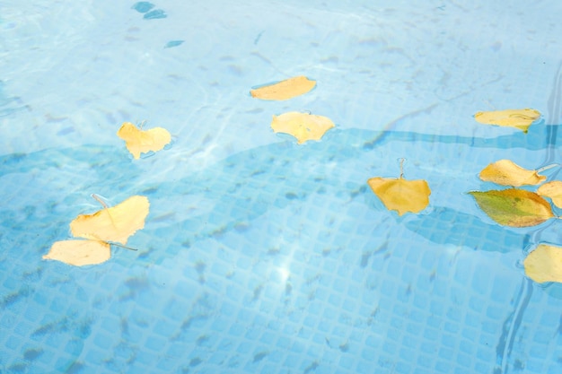 Pulizia di una piscina con uno skimmer a rete La lunga rete pulisce le foglie colorate dalla superficie dell'acqua