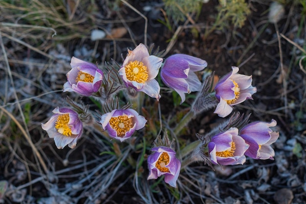 Pulsatilla fiore di pasqua sul prato