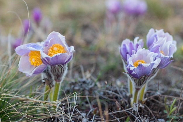 Pulsatilla fiore di pasqua sul prato