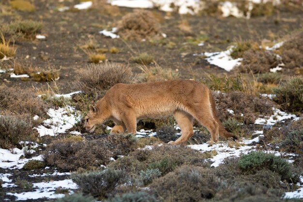 Puma passeggiate in ambiente montano Parco Nazionale Torres del Paine Patagonia Cile