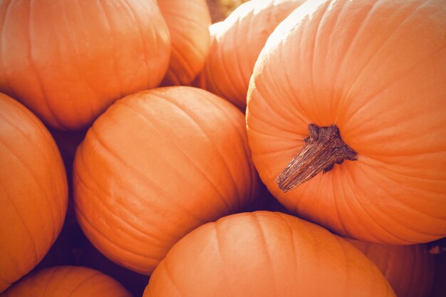 Pumpkin Patch