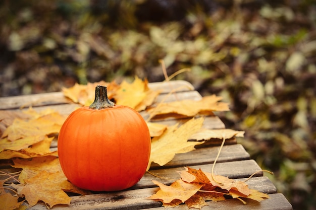 Pumpking e muple foglie su un tavolo in un giardino