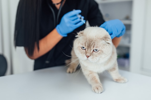 Pungi il gattino sul collo con una siringa.