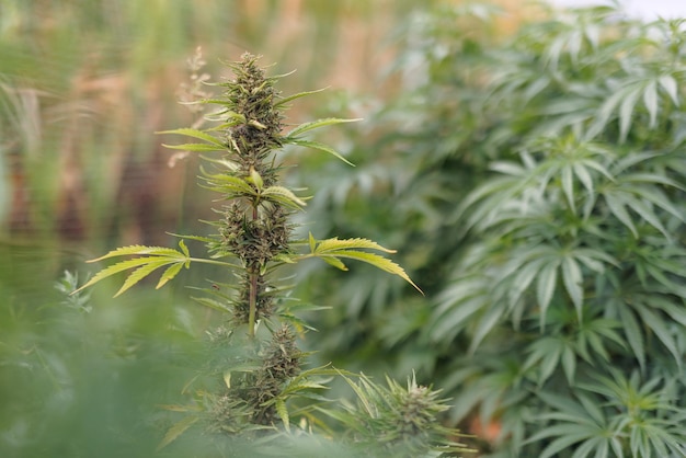 Punta dello stelo della pianta di cannabis nella fase di fioritura fogliame verde con un bocciolo di fiore primo piano