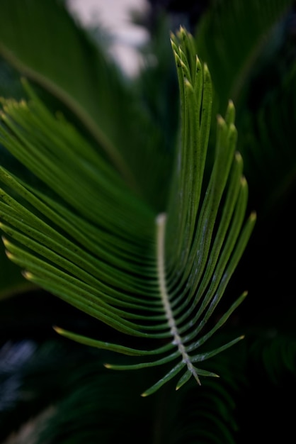 Punta verde di un primo piano del ramo di cycad