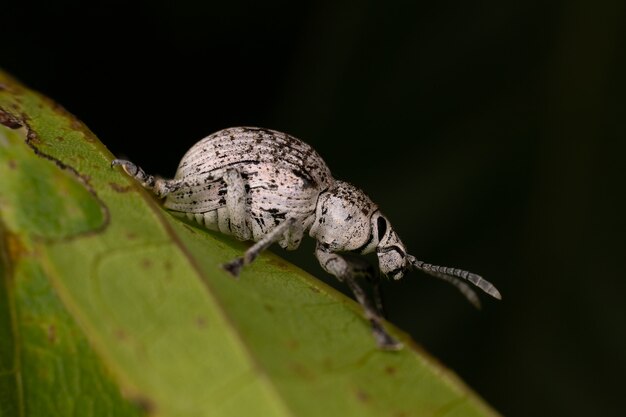 Punteruolo largo della specie Cydianerus latruncularius