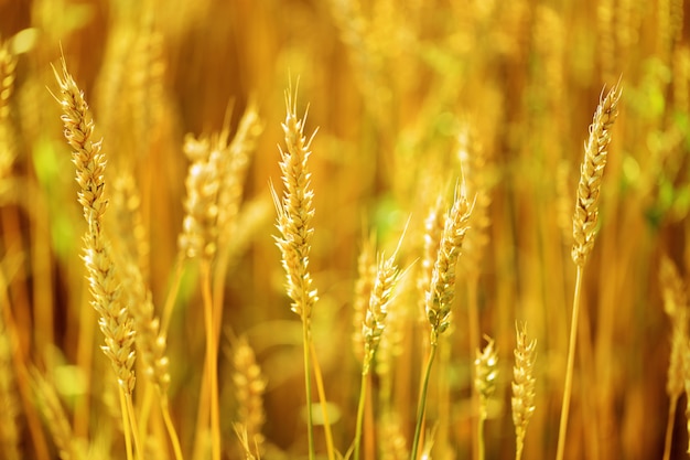 Punto del grano vicino su campo sfocato