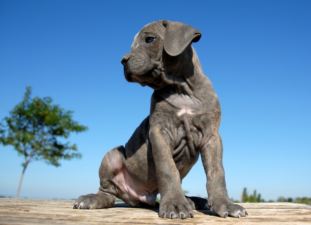 Pup cane corso