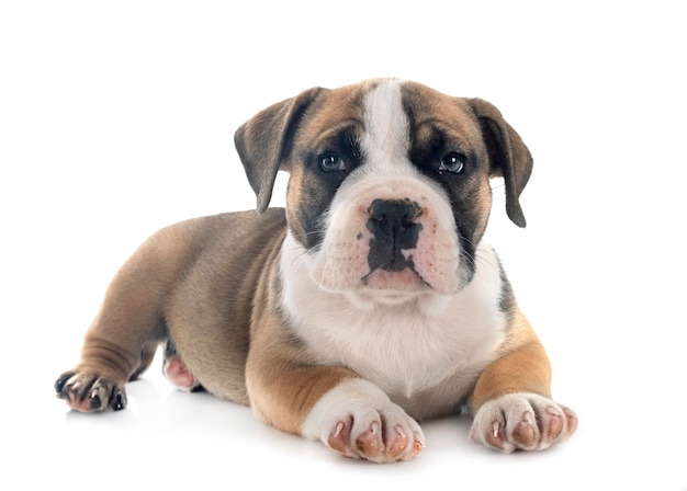 Puppy bully americano in studio
