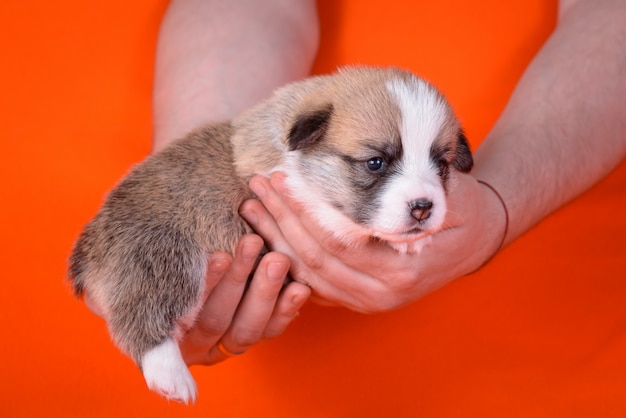 Puppy Corgi all'età di 1 mese nelle mani di uomini.