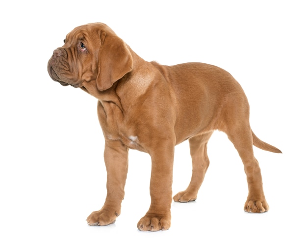 Puppy Dogue de Bordeaux