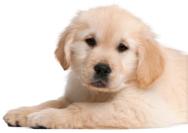 Puppy golden retriever (20 settimane)