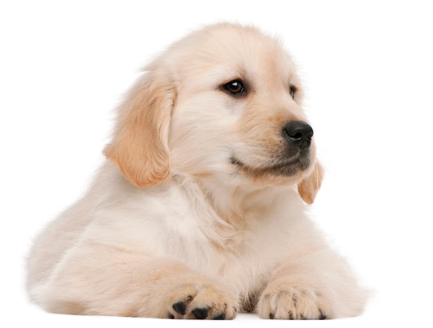 Puppy golden retriever (20 settimane)