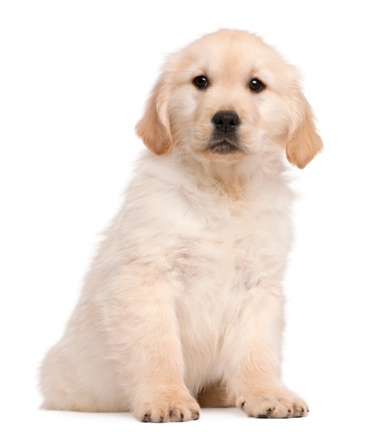 Puppy golden retriever (20 settimane)