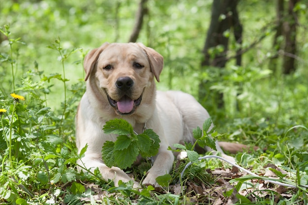 Puppy Labrador che riposa nel bosco