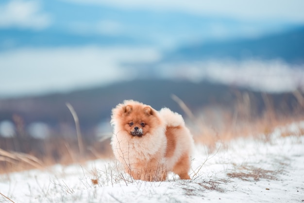 Puppy Spitz in montagna in inverno