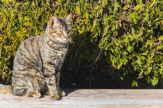 Pura felicità e gioia Primo piano gatto felice si siede e guarda di lato