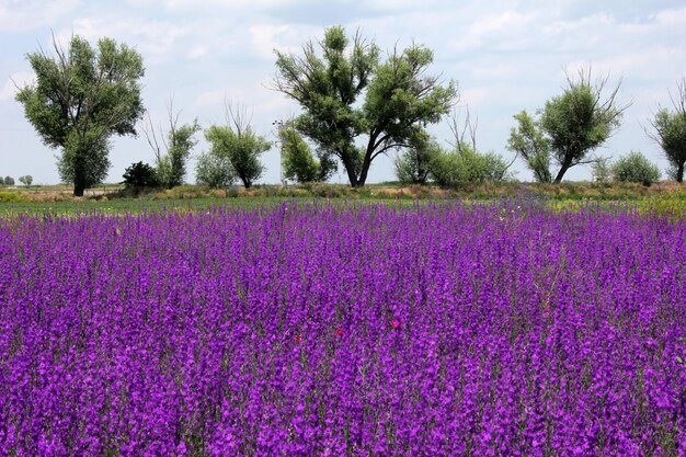 Purple Flowers