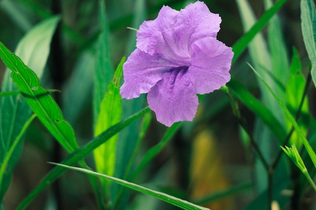 PURPLE KENCANA Ruellia messicana o Simplex Pletekan Il fiore d'oro viola è un altro nome per il fiore ruellia