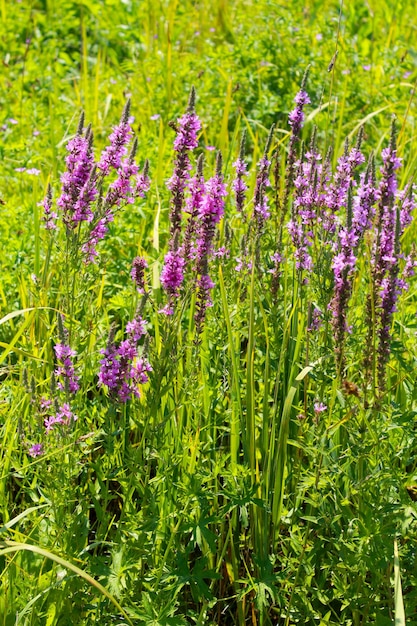 Purple Loosestrife (Lythrum salicaria)