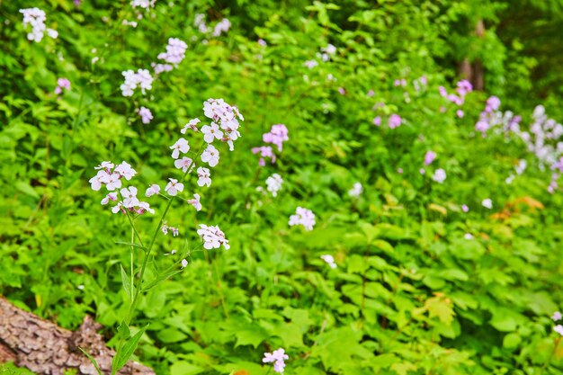 Purple Oxalis Triangulars e Hesperis Matronalis sulla collina con piante e tronco d'albero lontano